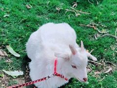 -前小桔亲子创意农场·草莓采摘·露营烧烤