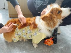 -芭比堂动物医院·CT·微创中心(新顺分院)