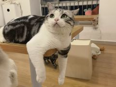 -有喵·猫咖·狗咖·30几只猫10只小狗(岗厦店)