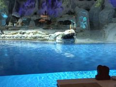 -帝企鹅自助餐厅•儿童岛•真企鹅(长隆企鹅酒店)