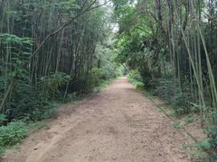 -日照海滨国家森林公园