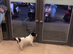 -艾贝尔宠物医院·狂犬免疫点(江山金象城店)