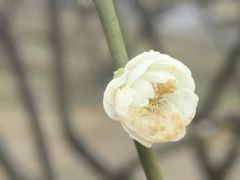 -香雪海