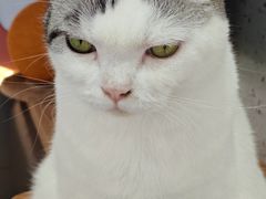 -喵园·猫主题咖啡厅·撸猫·猫咖(国贸店)