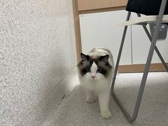 -谐和贝康宠物医院24小时·宠保定点(急重症转诊中心)