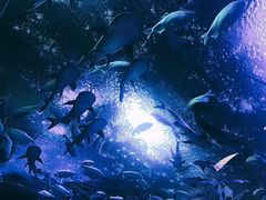 -成都浩海立方海洋公园