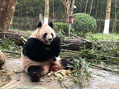 -都江堰中华大熊猫苑