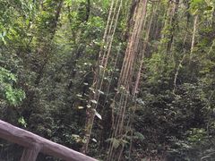 -莫里热带雨林景区