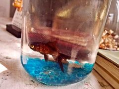 android_upload_pic-海边的猫和咖啡馆