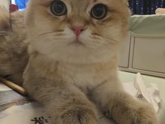 -瑞派宠物医院·犬猫全科·猫友好(宾水西道店)