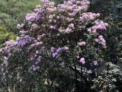 -梧桐山风景名胜区