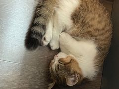 -momokira米努特·德文卷毛猫·棉花面纱犬