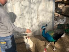 -武汉紫薇都市田园