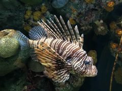 -暹罗海洋世界