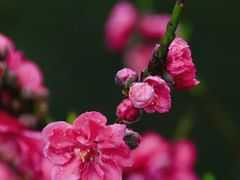 -桃花涧