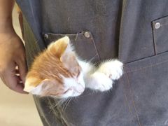 -豆逗聊愈猫阁Easy Life