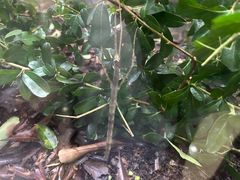 -上海昆虫博物馆