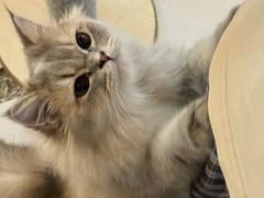 -平行世界·猫咖(首经贸店)