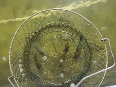 -光头佬钓虾场·烧烤·聚餐·亲子(金沙洲店)