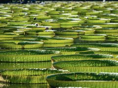 -西双版纳傣族园