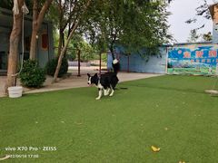 -宠物寄养训练学校