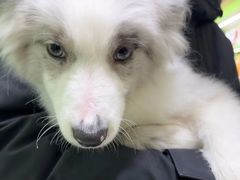 -唐小姐の私宠·宠物洗护美容·撸猫馆·购宠(周浦万达旗舰店)