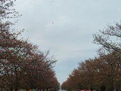 -天王浮山樱花园