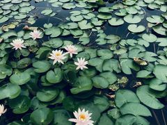 -白鹭湾湿地公园