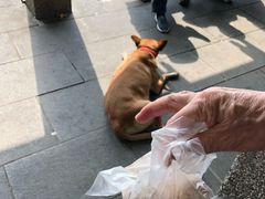 -金盆阿嬷香菇茶叶蛋(玄光店)