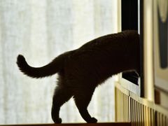 -Catmate·猫肥家润(金润铂宫店)