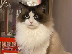 -有猫儿腻咖啡厅.猫咖