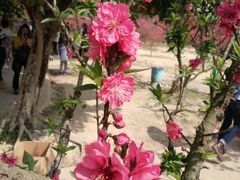 -南国桃园旅游度假区