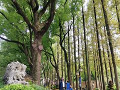 -上海醉白池公园