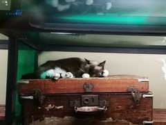 -猫咪博物馆(顶澳仔猫街店)