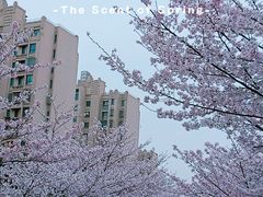 -高东镇樱花园