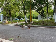 -洪湖悦兮半岛国际温泉度假村