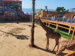 -西霞口神雕山野生动物世界