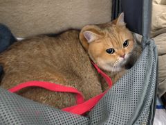 -柚子猫舍·精品猫舍购猫·猫咪认养·购宠·宠物店