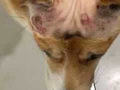 -艾吉宠物医院·疑难杂症转诊中心·猫友好(碧江路院)