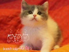 -Bastet sally猫舍购宠(静安店)