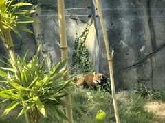 -武汉动物园