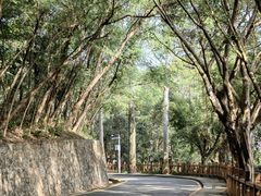 -银湖山郊野公园-相思林