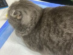 -pd派德宠物中心医院24H急重症·眼科中心·血液透析中心(嵩山北路店)