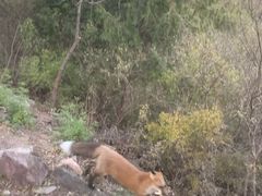 -北京十三陵国家森林公园蟒山景区