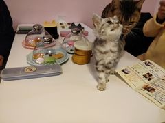 -三花喵·撸猫购宠·宠物生活馆(虹桥南丰城店)