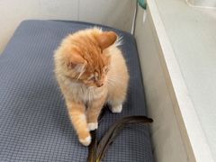 -瑞派宠物医院·犬猫全科·猫友好(宾水西道店)