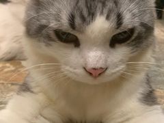 -猫咪博物馆(顶澳仔猫街店)