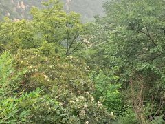 -大岭沟猕猴桃谷风景区