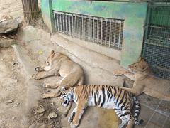 -栾川竹海野生动物园