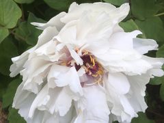 -西湖外事游船(花港观鱼码头)